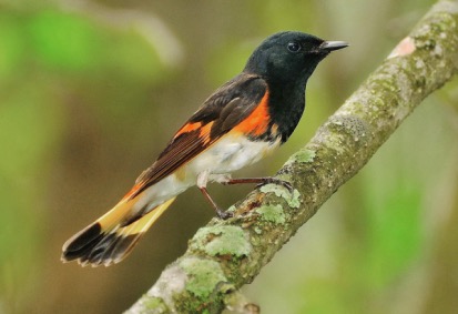 an example image from the event
